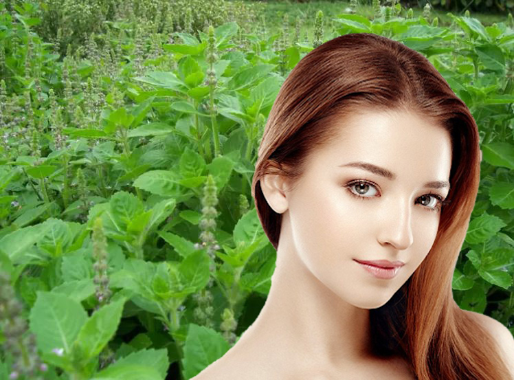 Basil is beneficial in enhancing the beauty of face, know how to use