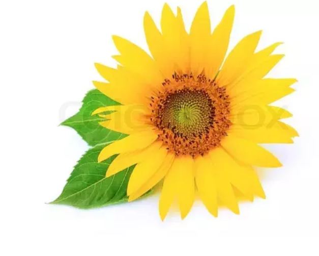Tomorrow, as soon as Friday morning, it is going to blossom like a sunflower, see the luck of these 3 zodiac signs.