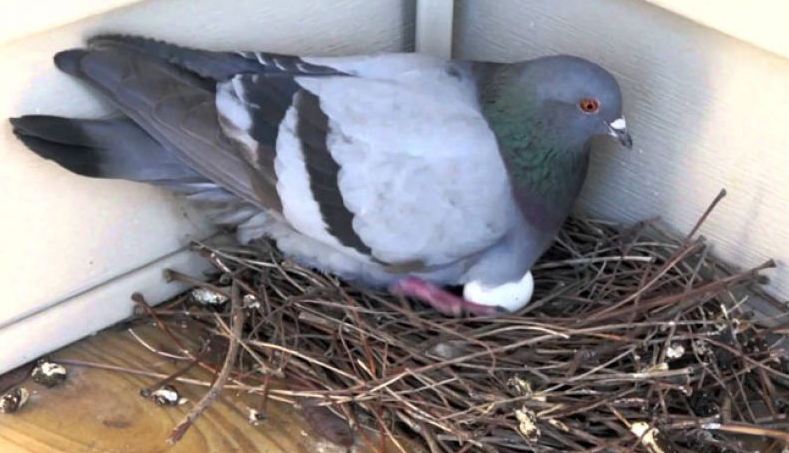 Coming to the house is pigeons or made nests will be surprised to know with you what is going to happen