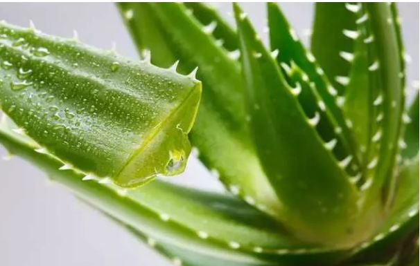 It may be a great loss if you are going to use aloe vera.