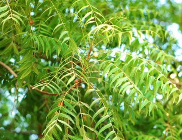 Medicinal properties and uses of Neem, need to know