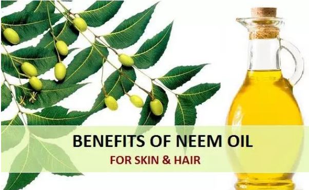 Using Neem has 3 great benefits, clicking to go