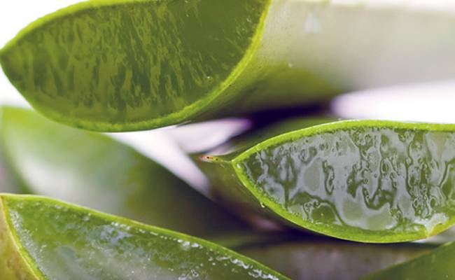 These three diseases will be eliminated by the use of aloe vera, know today