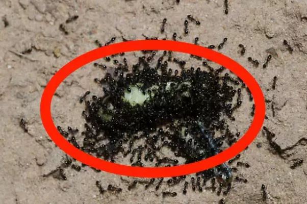 3 home remedies to drive ants away from not a single ant in the house