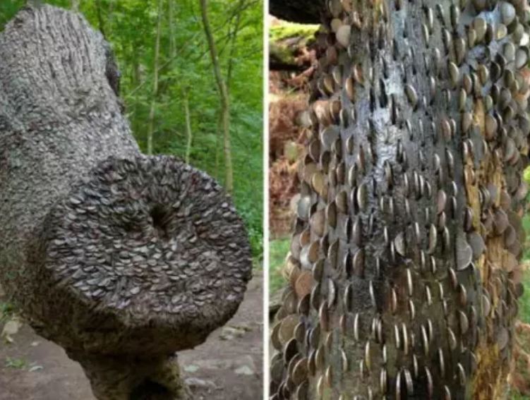 A mysterious tree that has millions of coins, know where it came from