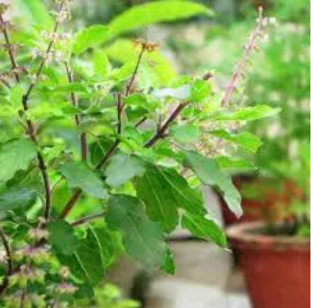 Consuming Tulsi is very beneficial for health, know how