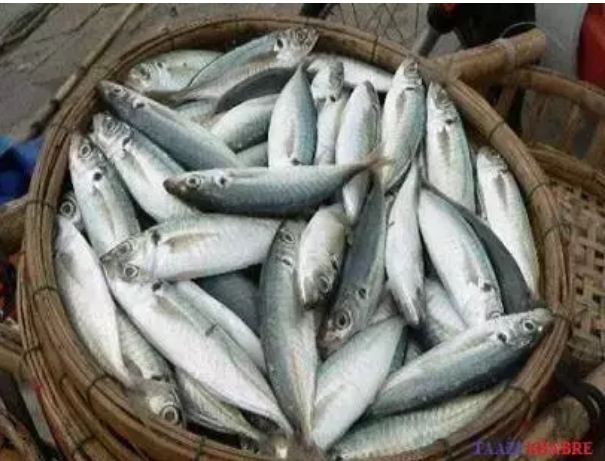 Consuming fish for only 2 days a week eliminates from the root, these 3 serious diseases