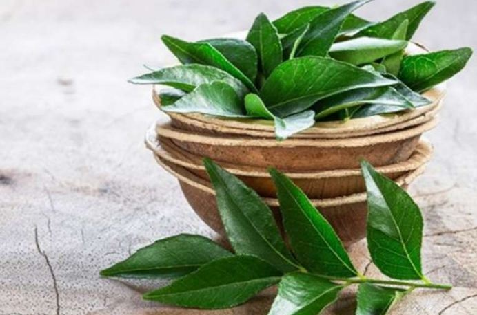 Consumption of curry leaves gives the body 4 benefits