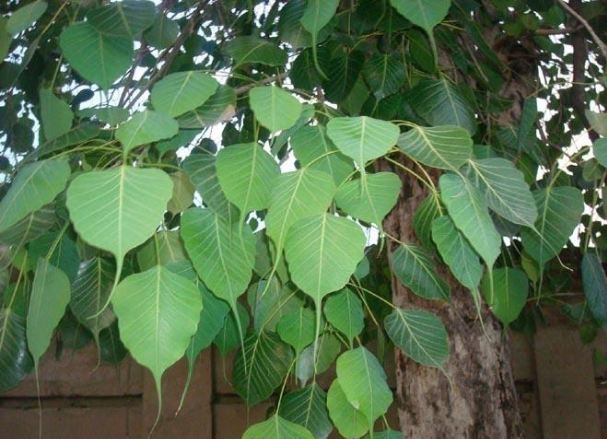 Do not plant peepal tree even after forgetting it at home