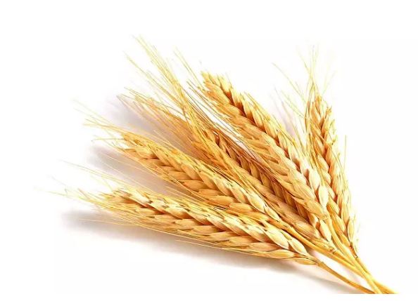 Know the miraculous benefits of consuming barley on an empty stomach