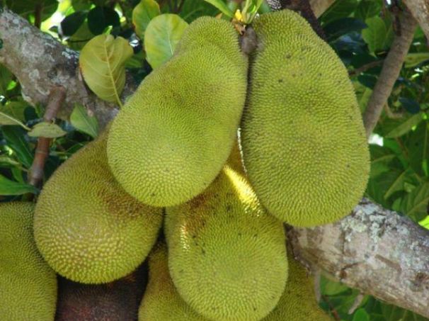 Make yourself healthy with jackfruit vegetable, know how