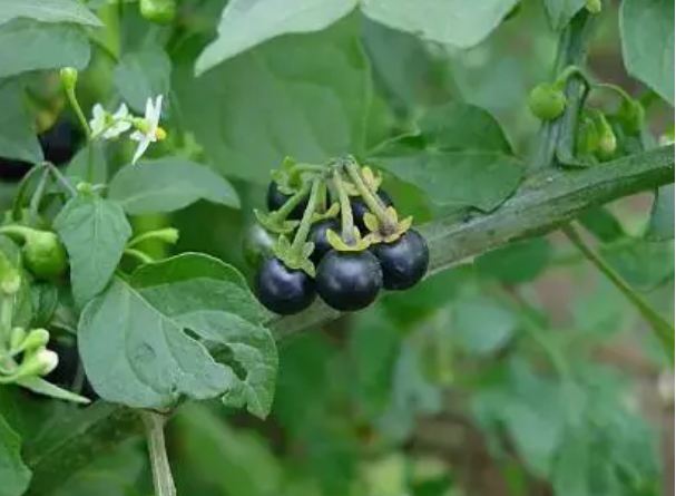 Makoy fruit cures many diseases, know its 4 benefits