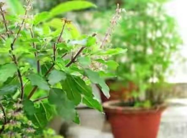 Planting a tulsi plant at home has a lot of benefits, know the whole news!