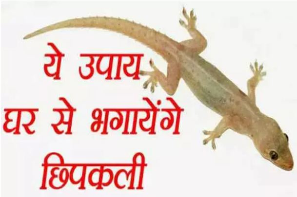 These 3 tremendous measures to eradicate lizards, you will be surprised to know