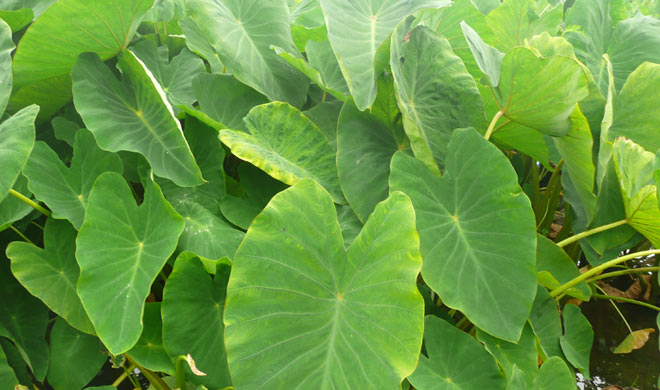If you eat dumplings of this leaf, then these 3 diseases will end, have you consumed them