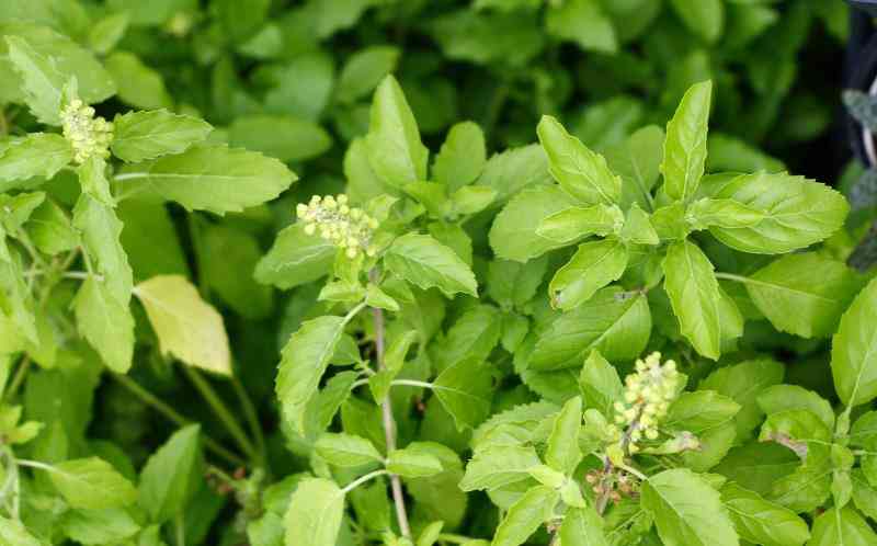3 healthy benefits of Tulsi that no one will tell you