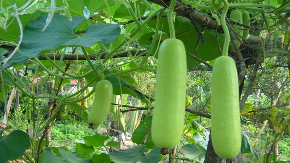 gourd-is-very-beneficial-for-good-health-know-these-7-benefits