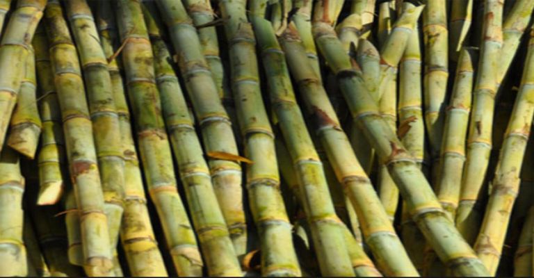 97% of people do not know these benefits of sugarcane juice, do you know?