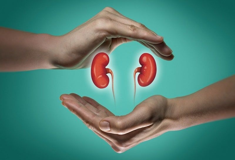 Kidney's role in the body and the diet that keeps it healthy