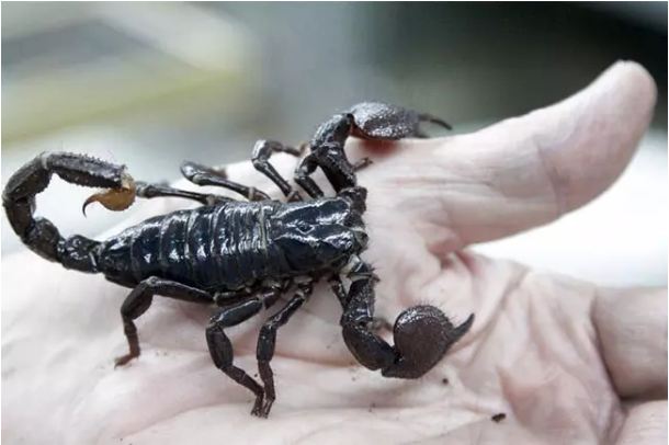 Turmeric eliminates scorpion poison, learn and 5 tremendous benefits