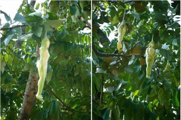 Wonderful, tree In India and many countries there is a 'girl-like' fruit growing tree.