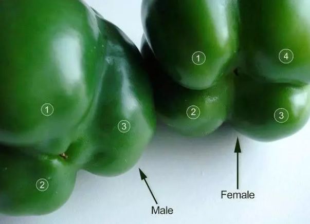 You do not know this secret of capsicum all your life
