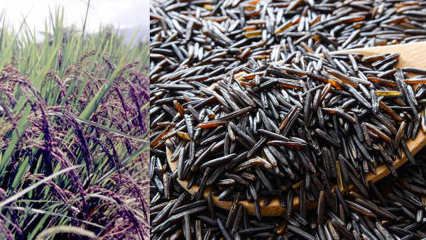 Use black rice to get rid of these dangerous diseases