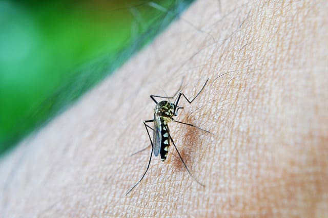 If you want to eradicate mosquitoes from home forever, then follow this panacea remedy