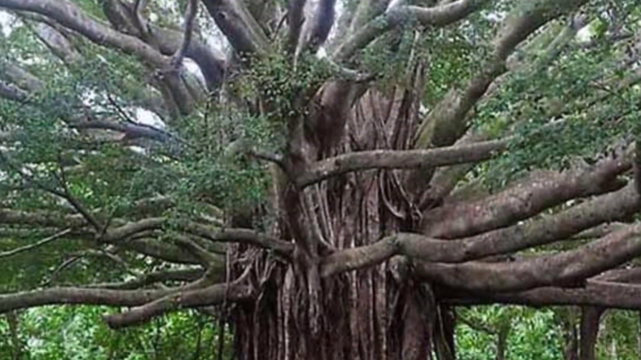 This is the most strange and strange tree in the world, know fast