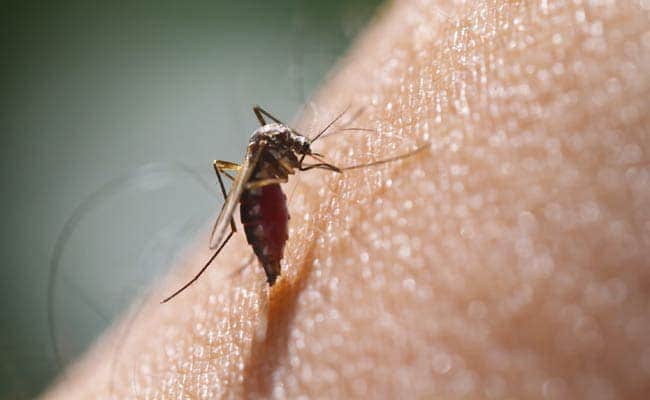 After all, why does a female mosquito bite a human being, know the facts related to it इंसान को ही क्यों काटता