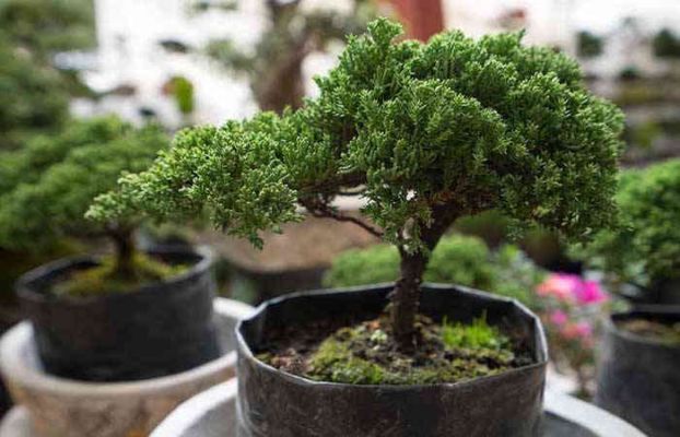 Bonsai trees are kept in the house for these 4 reasons ..!