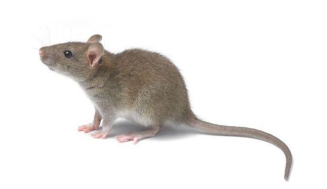 If rats are happening at home, then adopt these home remedies