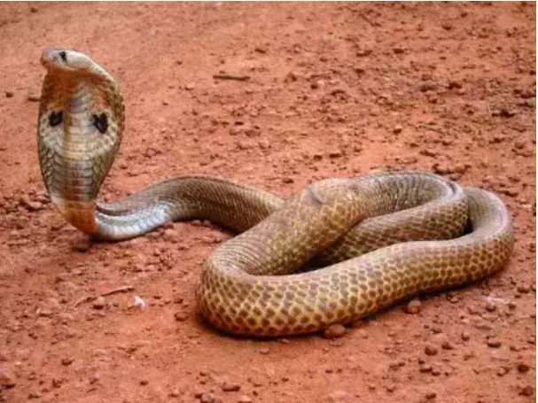 If you see a snake in your dream, then know what it really means.