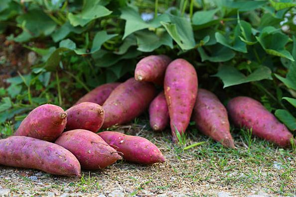 Sweet potato is a treasure of virtues, you will be surprised to hear the benefits