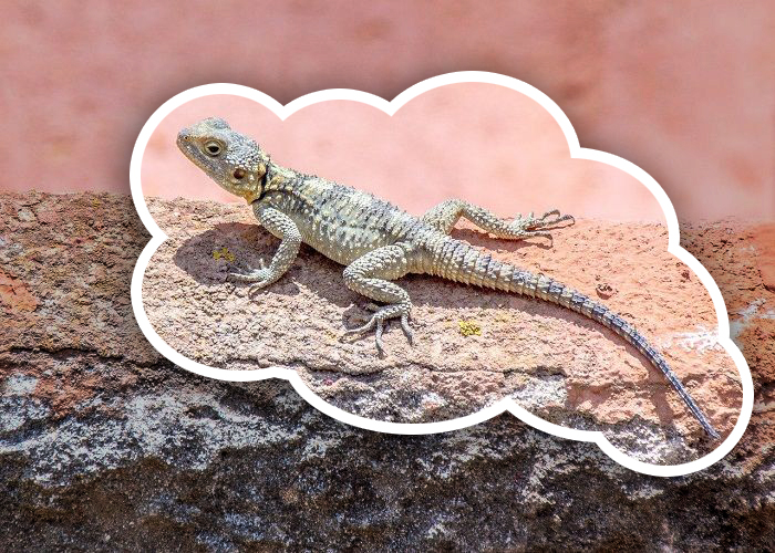 These activities of the lizard can also tell many deep secrets of your future, know now