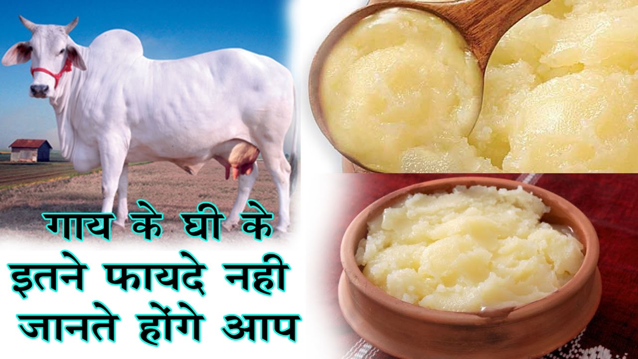 Cow's desi ghee is nectar for hair, you will be shocked knowing the benefits