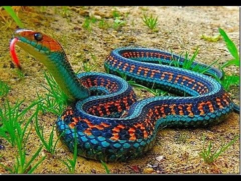 Strange about snakes but true, this is the world's weirdest snake