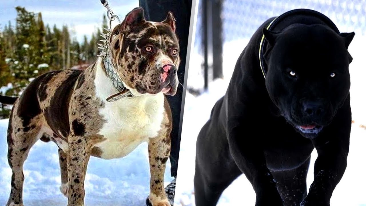 3 most dangerous breed dogs of the world, do not leave your owner, see photos