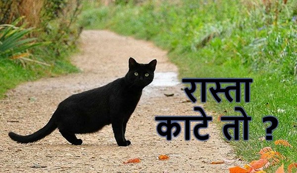 Is it really bad luck to cut a cat's path? know the whole truth