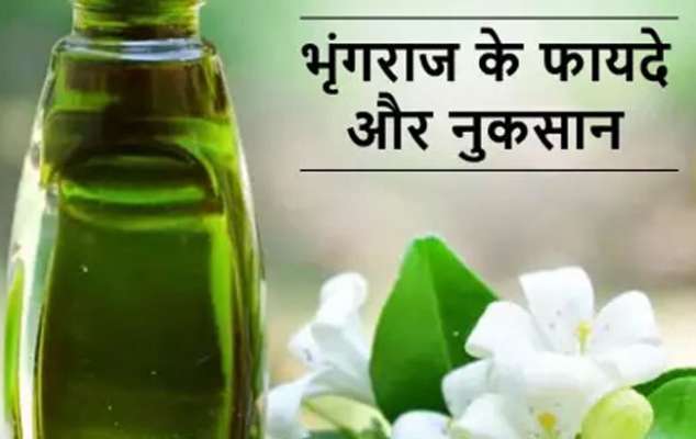 Bhringraj: A medicine for seven diseases, now know the advantages, disadvantages and uses
