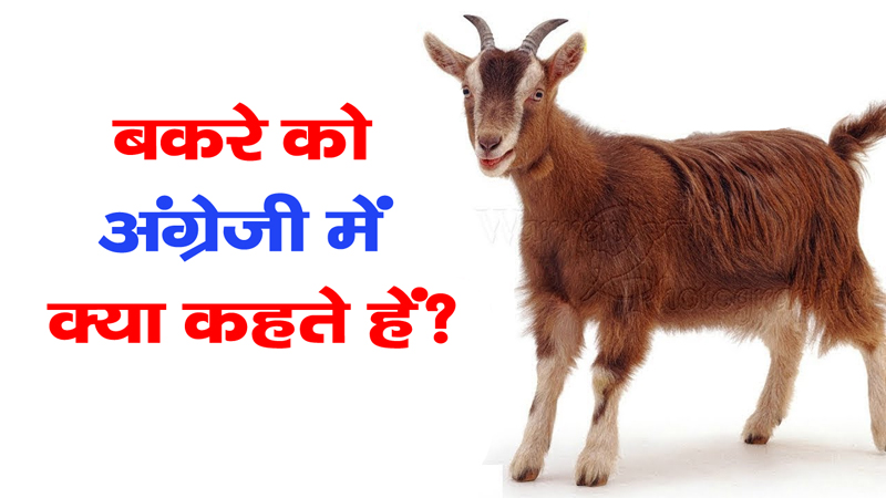 99% of people don't know what is goat called in English go answer