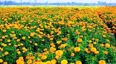 You may not know these benefits of marigold flower, it is beneficial for health