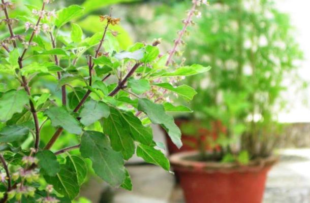 Regular use of holy basil is beneficial for our health, know its benefits