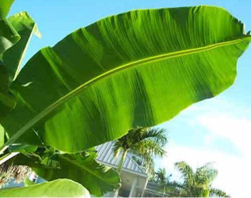 This banana leaf eliminates the problem of ringworm, scabies and itching, use it