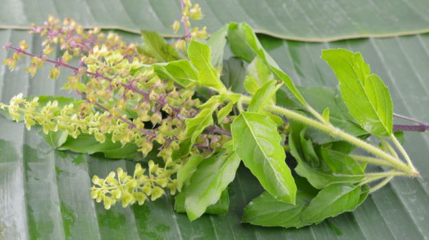 This miraculous plant is beneficial for fulfilling wishes