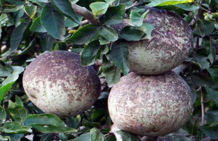This panacea fruit has the power to eliminate many diseases of the body.