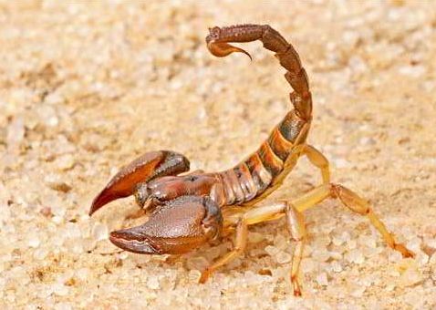 To treat the pain of scorpion sting, remove the pain. Homemade recipe in just 5 minutes