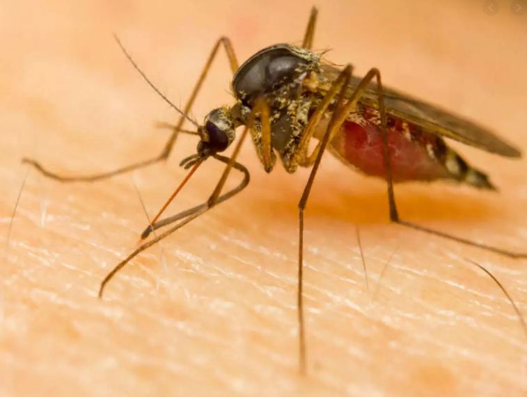 What are the symptoms of dengue fever, and measures to prevent dengue