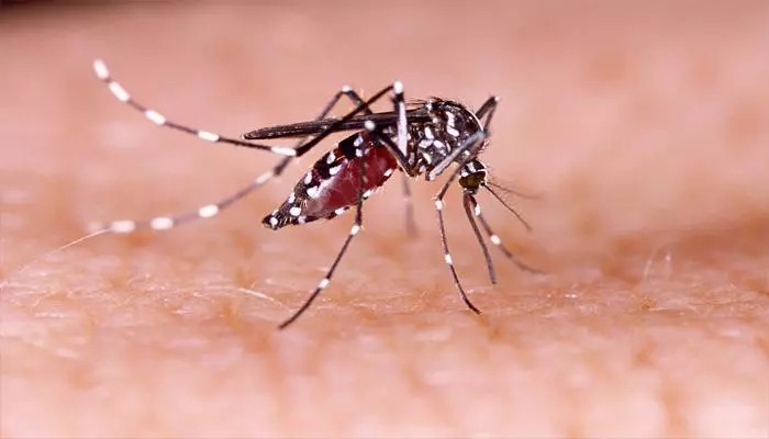 Mosquitoes harass these special people more, do they bite you too?