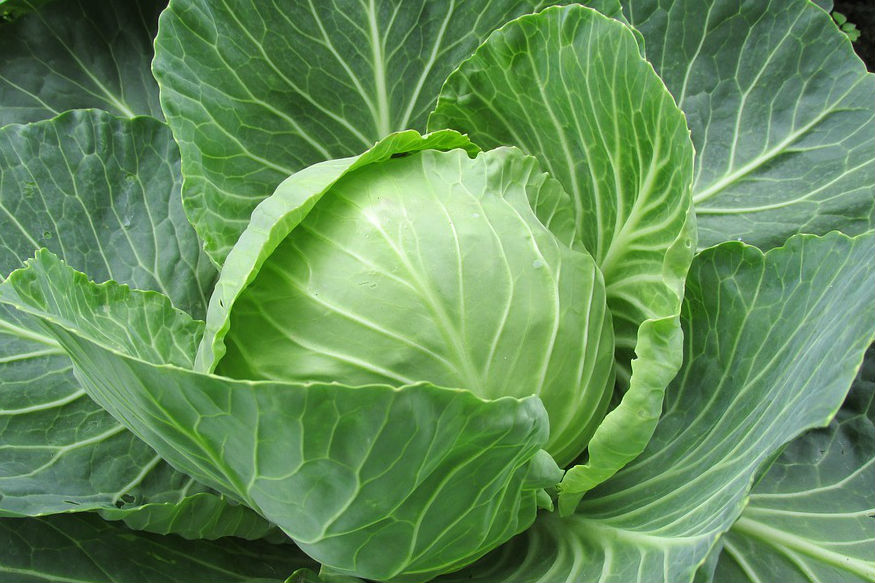 Do not use cabbage in your food, it can become a health hazard